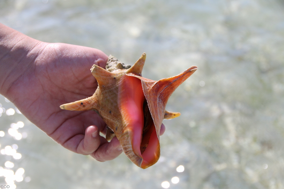 106 Coco Cay Conch