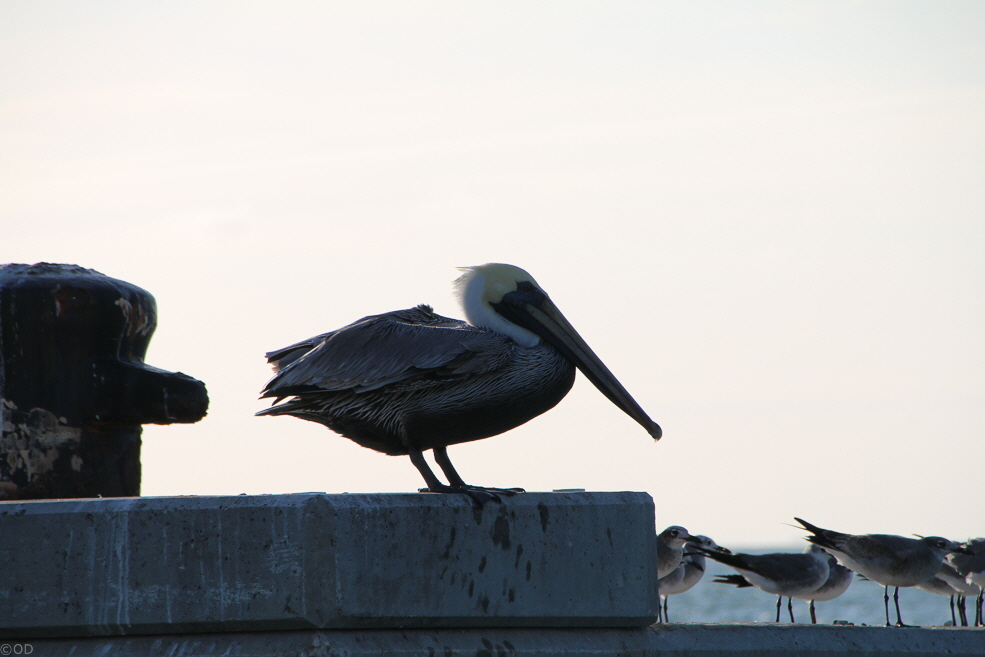 218 Key West Pelican