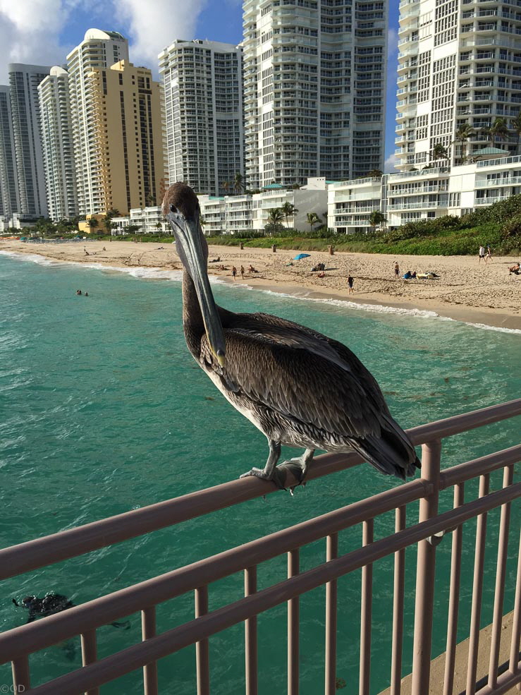 243 Sunny Isles Pelican