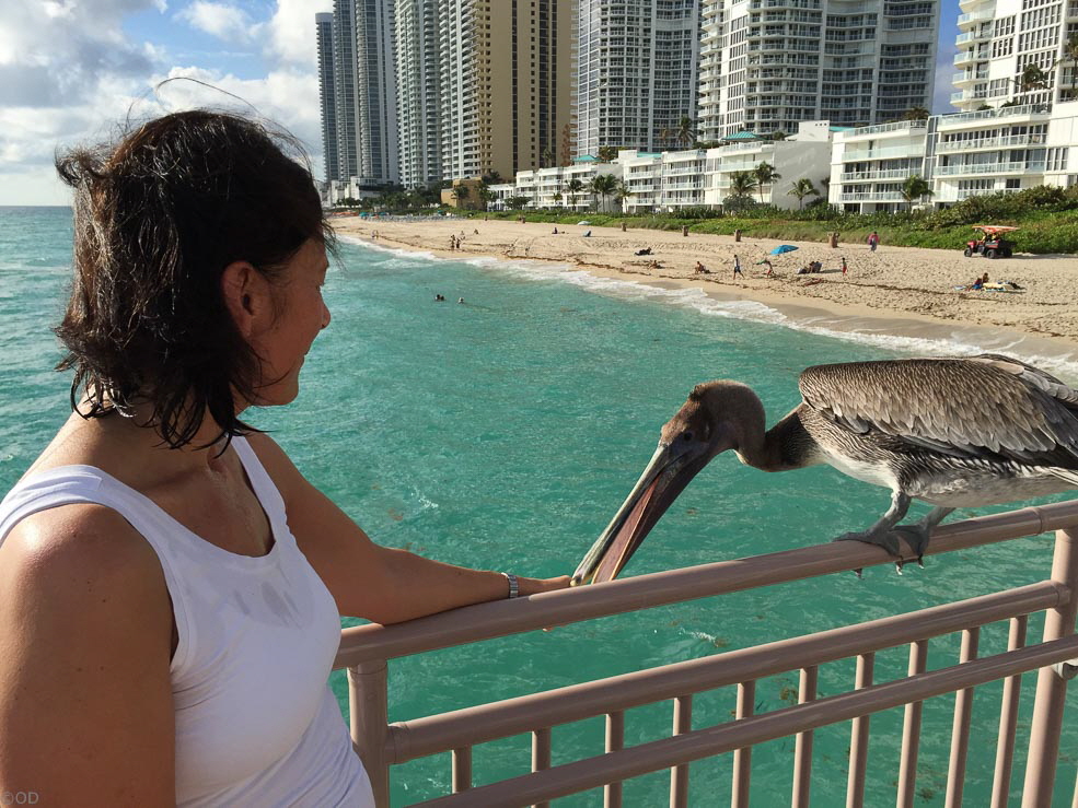 246 Sunny Isles Pelican