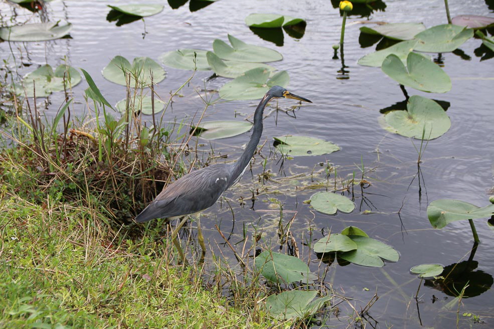 272 Shark Valley Everglades Bird