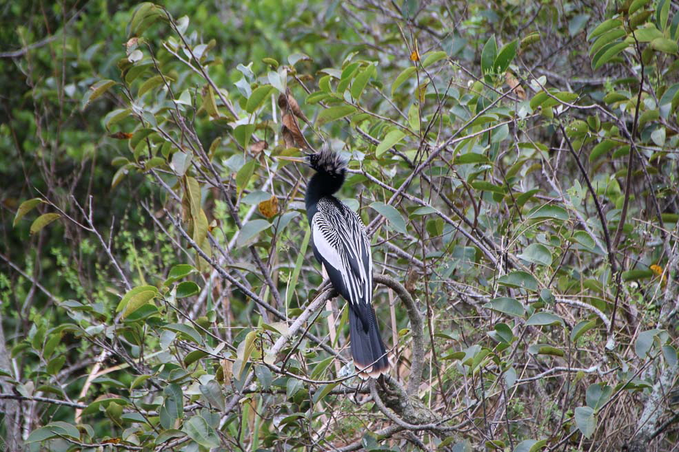 275 Shark Valley Everglades Ahinga