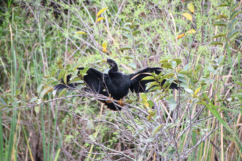 276 Shark Valley Everglades Ahinga