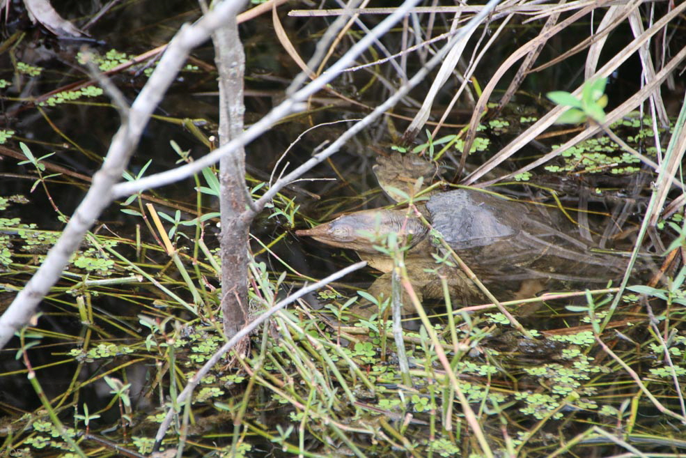 296 Shark Valley Everglades Turtle