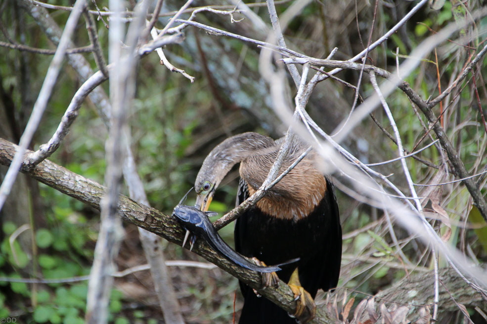 309 Shark Valley Everglades