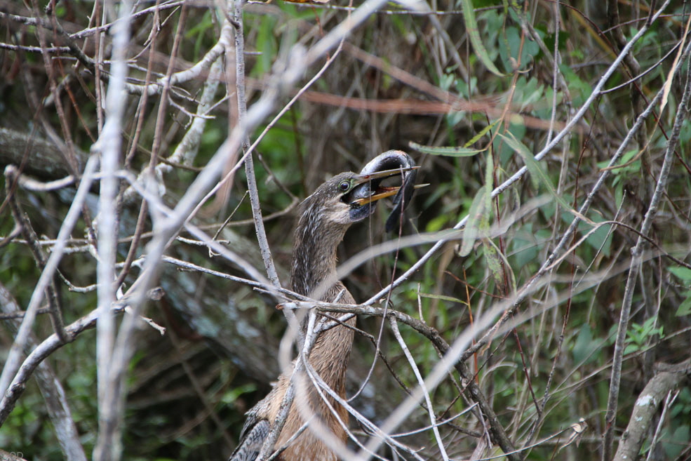 313 Shark Valley Everglades