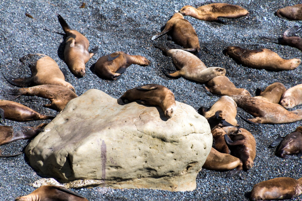 311 Puerto Madryn Punta Loma