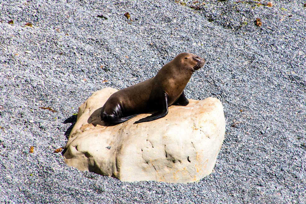 314 Puerto Madryn Punta Loma