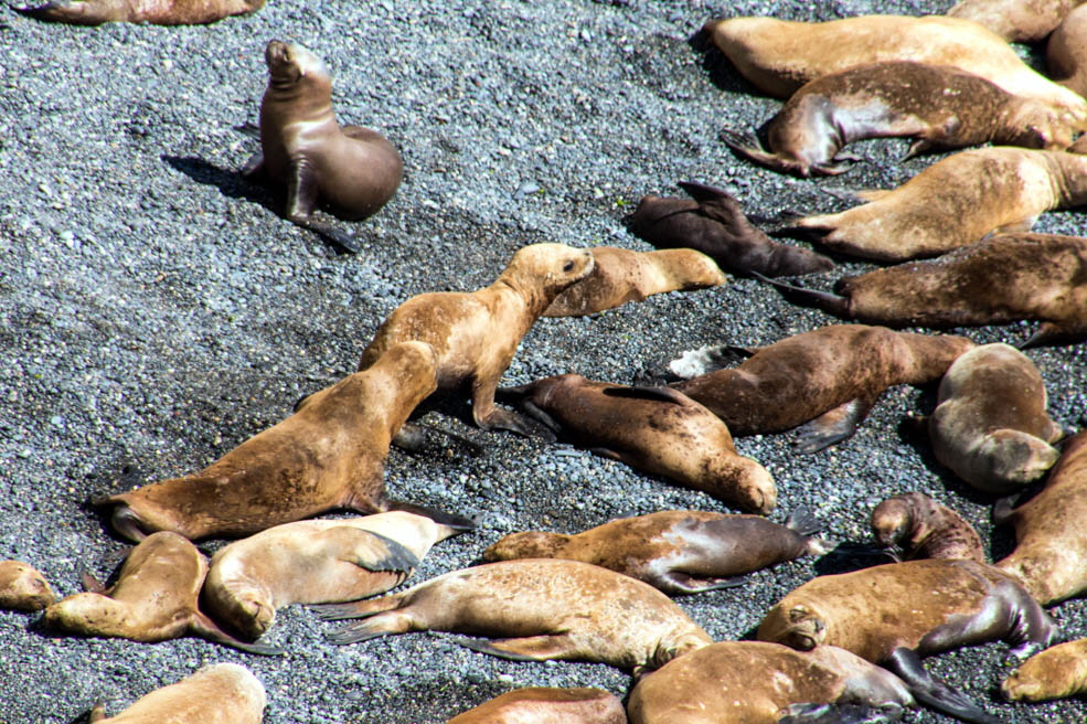 322 Puerto Madryn Punta Loma