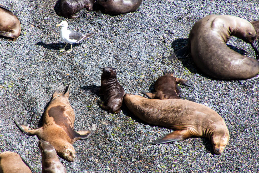 326 Puerto Madryn Punta Loma